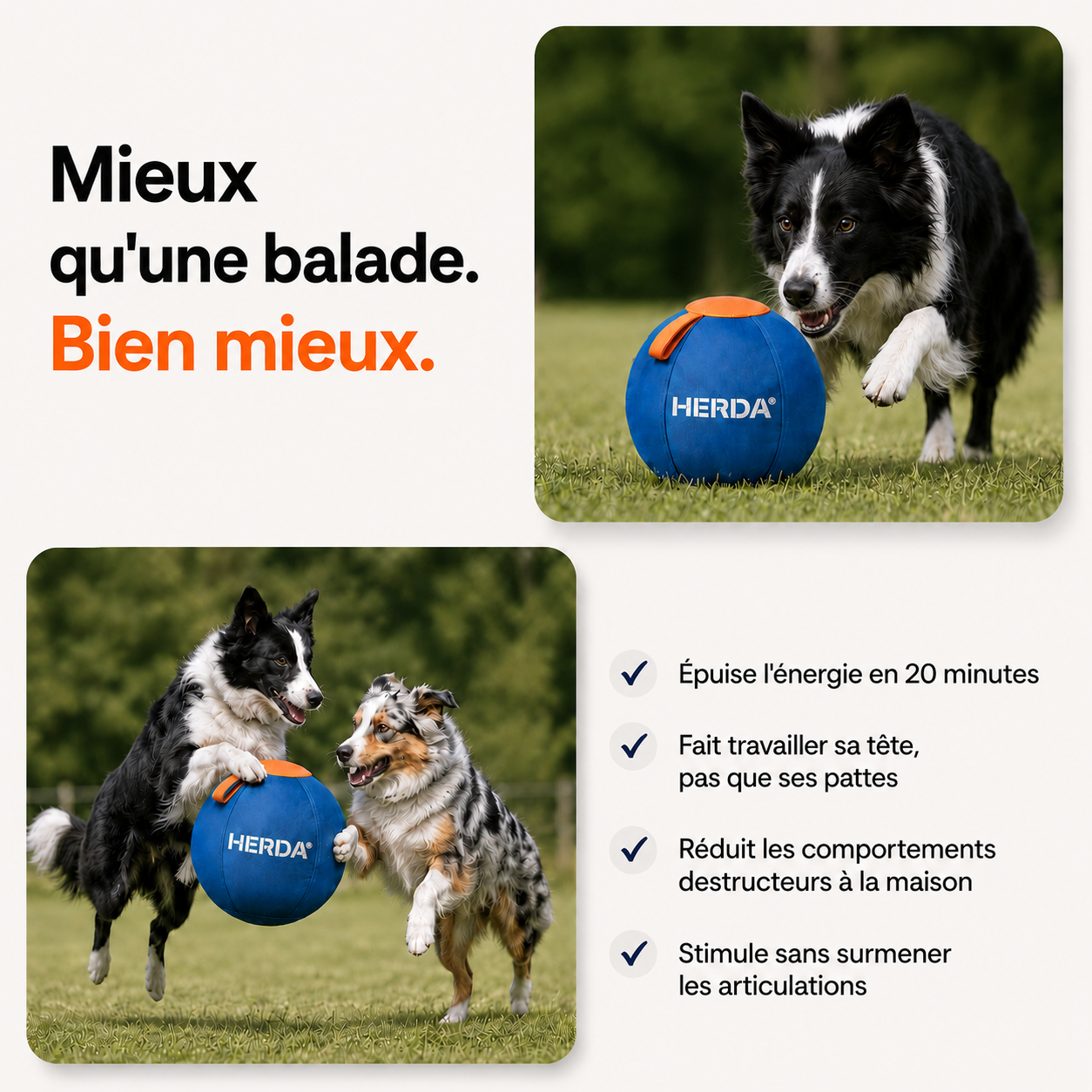 HERDA® — La Balle de Troupeau pour Chiens